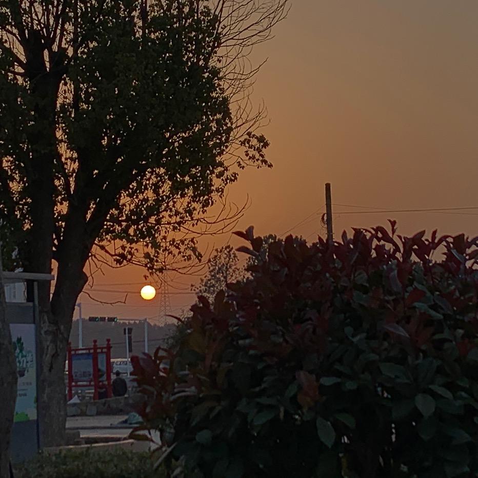 狸虎