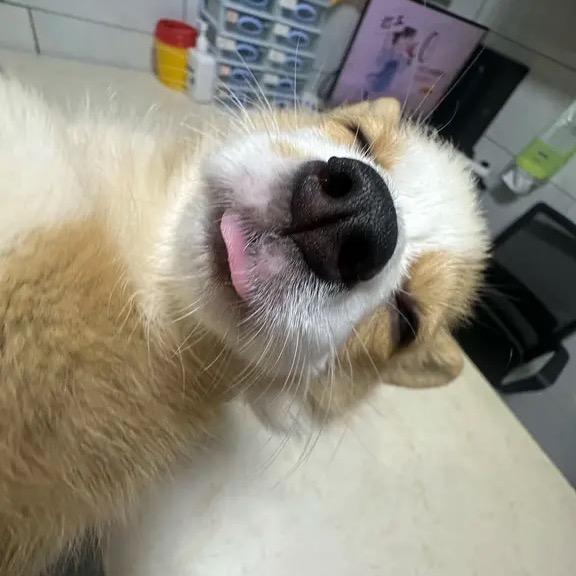 木衲的木木