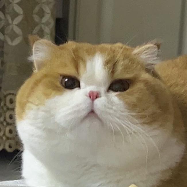 是短腿