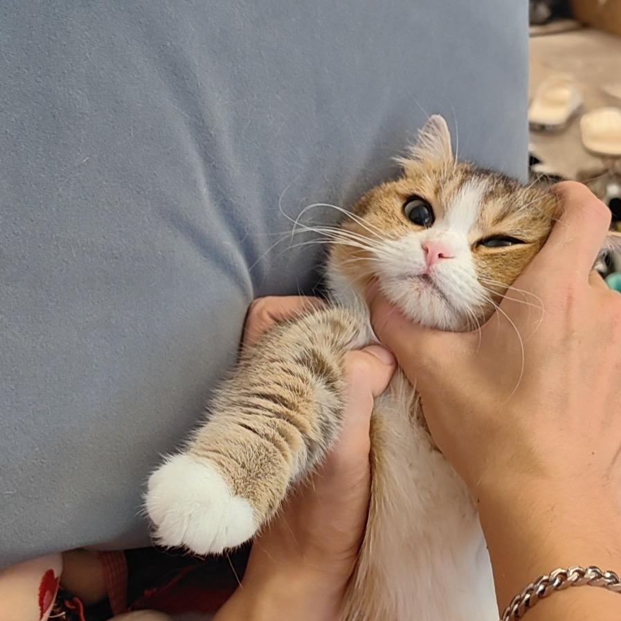 虎妞宝宝