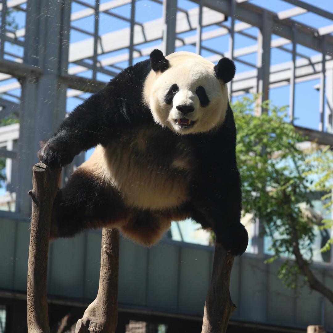 大力