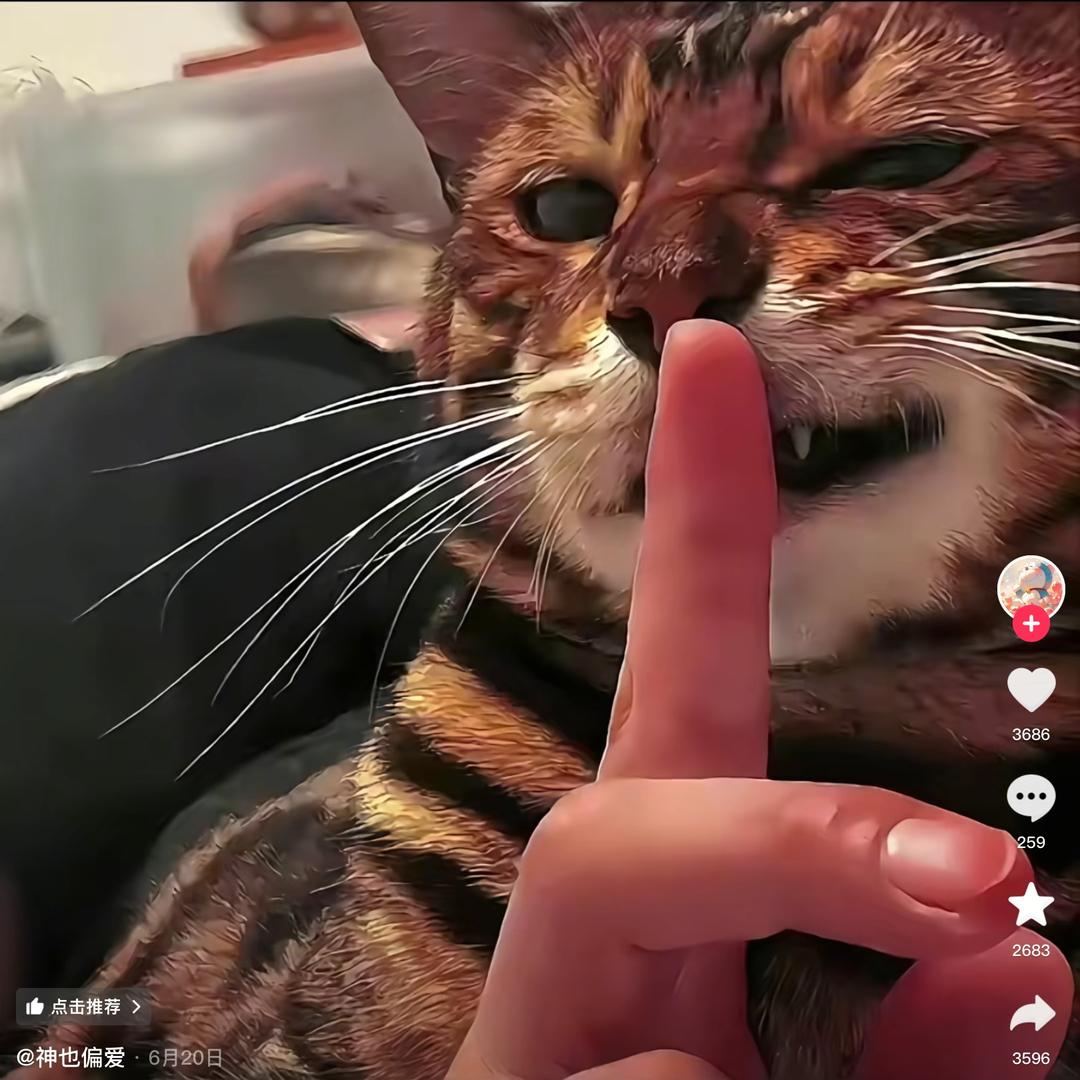 呆呆🐱