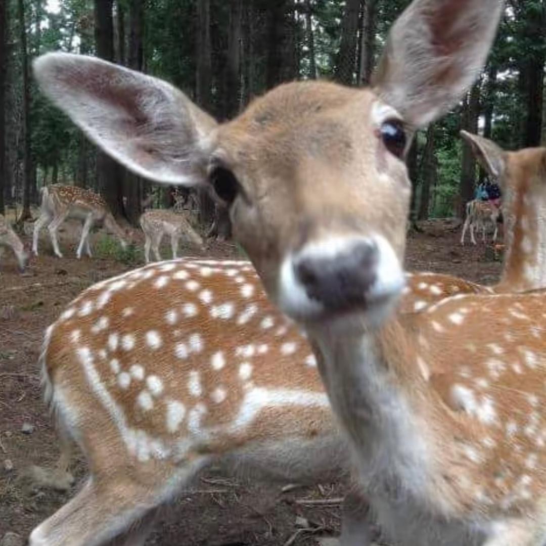 小🦌xixi