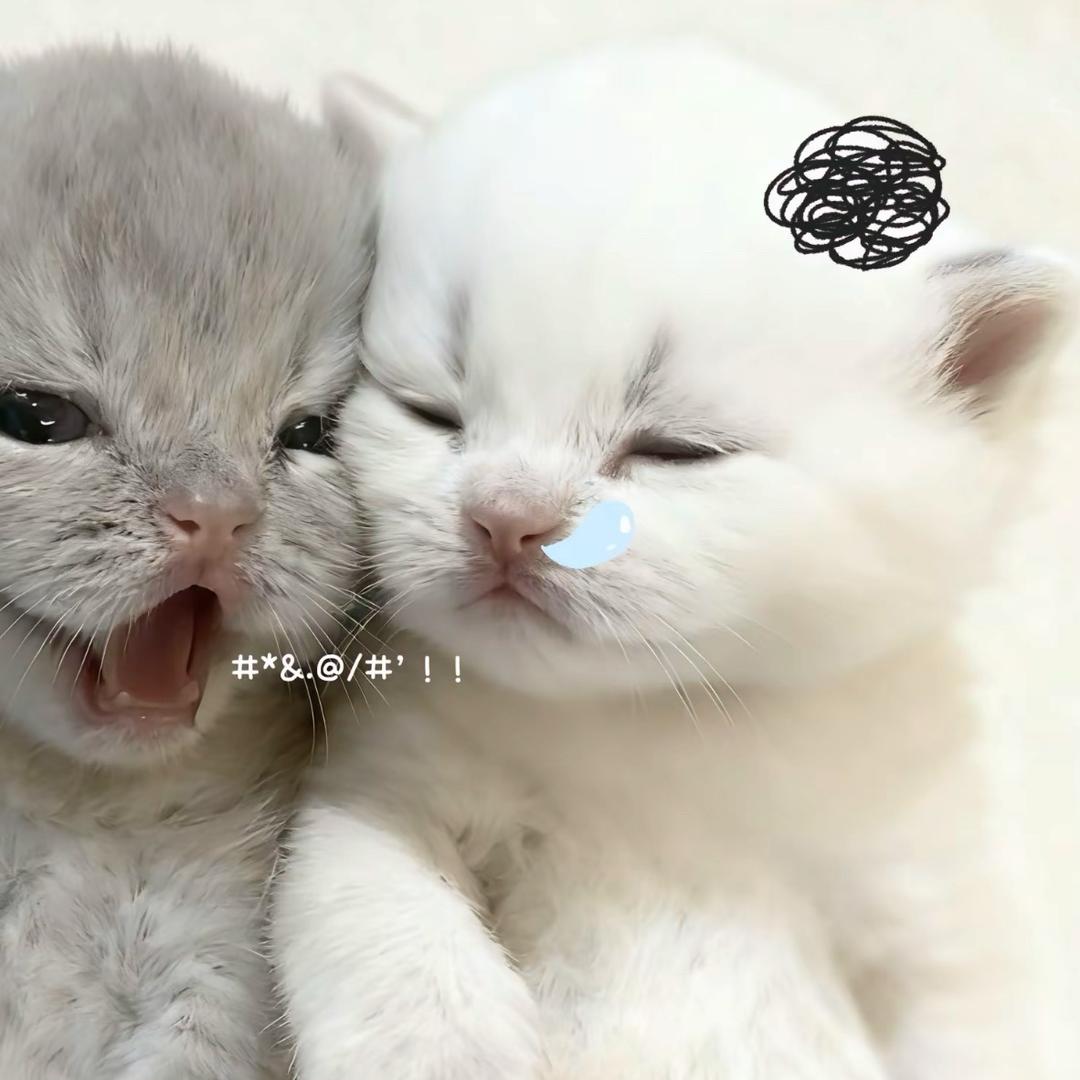 小猫奶茶₌᳐･֊･₌᳐੭