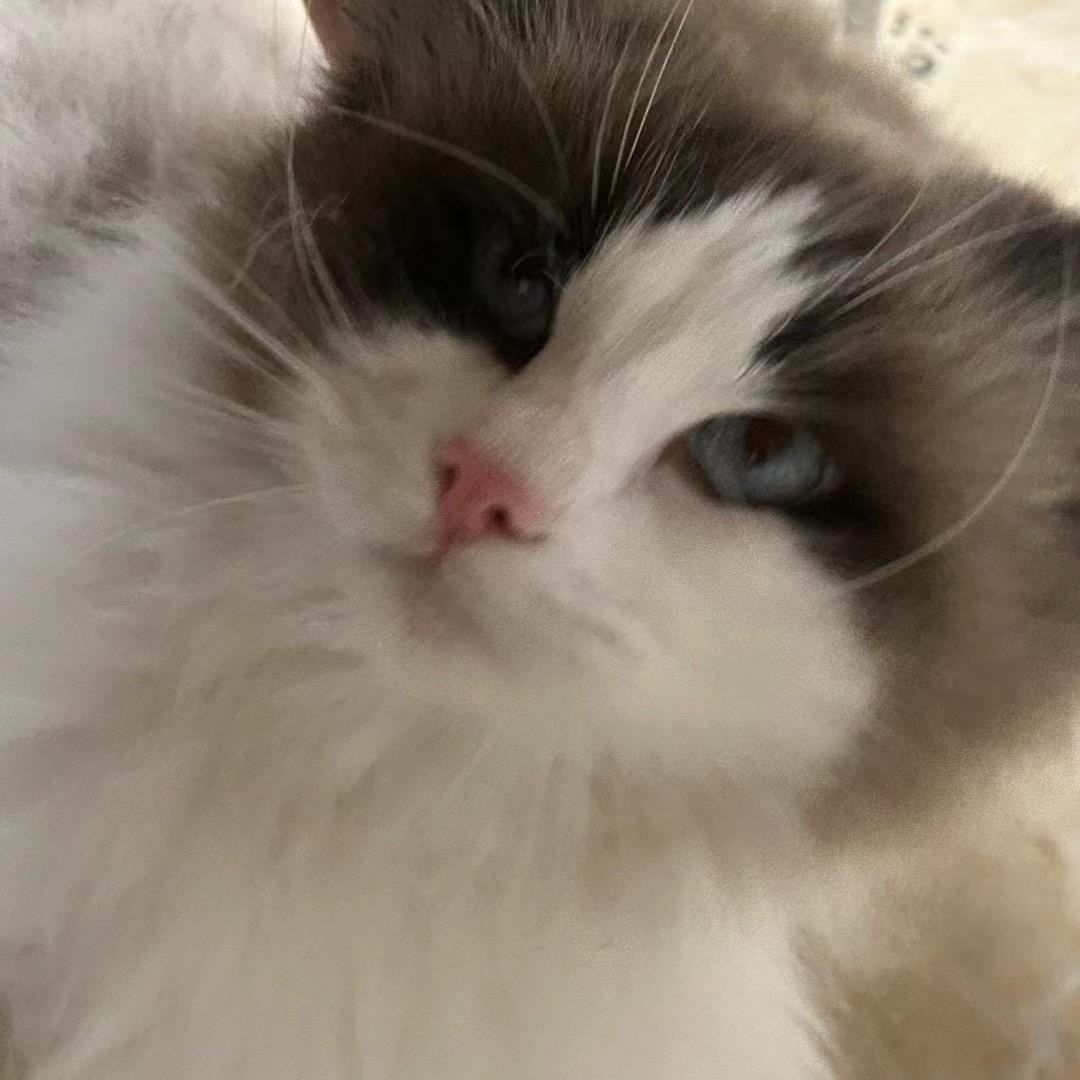 上天嗿戀一只魚