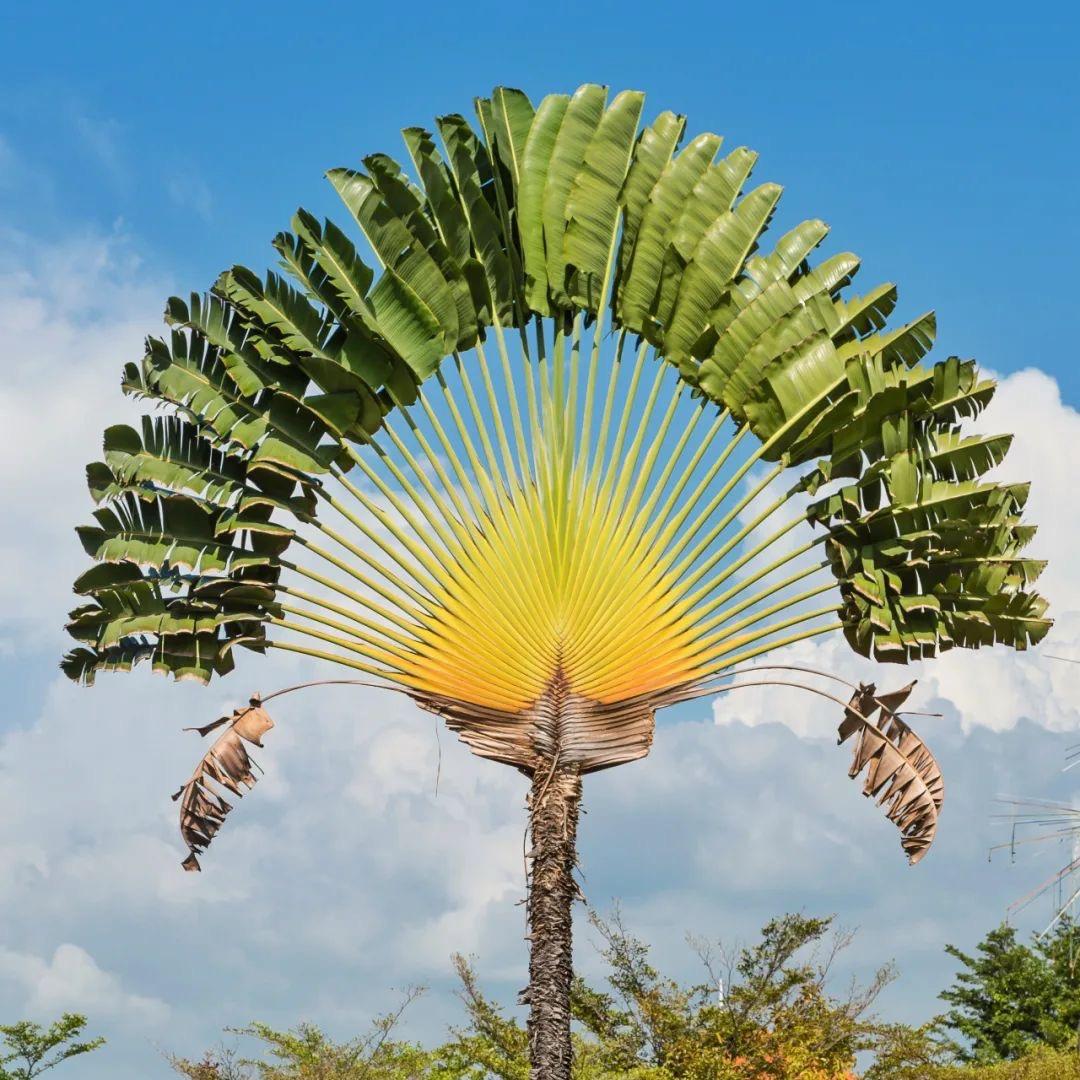 离落成泥碾作尘