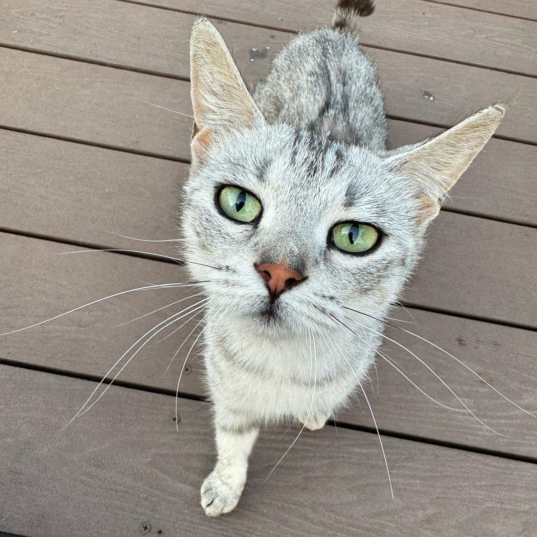 cici