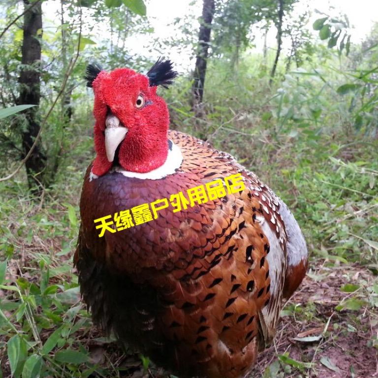 天缘鑫户外用品店