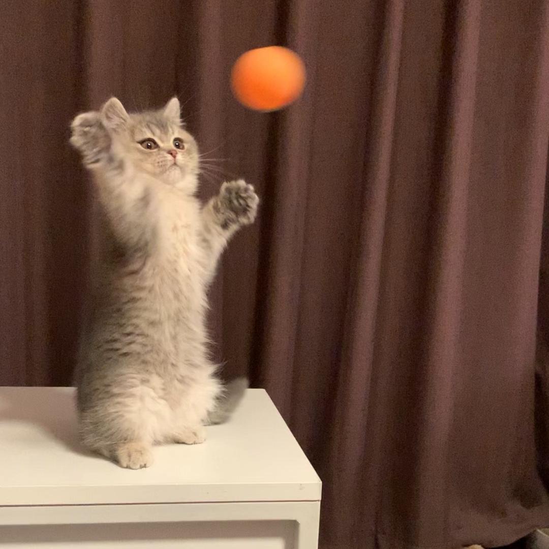 养猫的王小胖