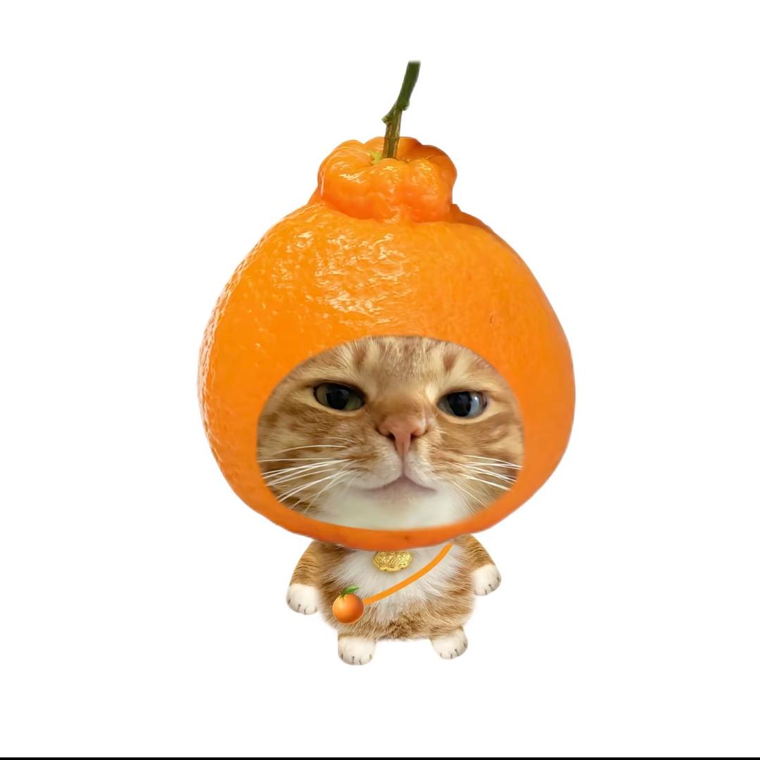 一只橘猫