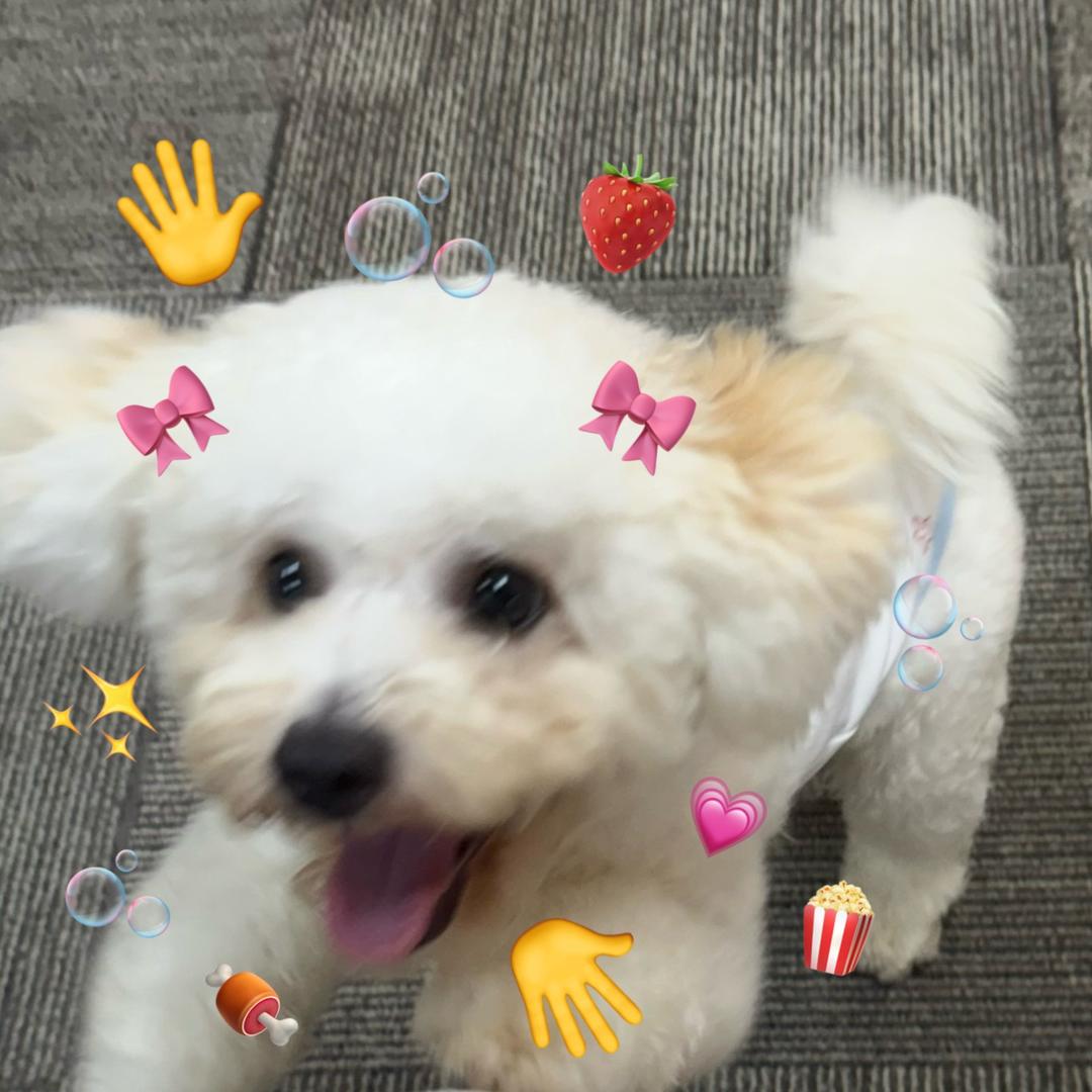 来财汪汪