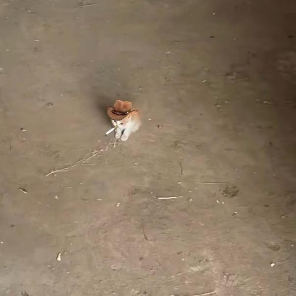 小猫大盗