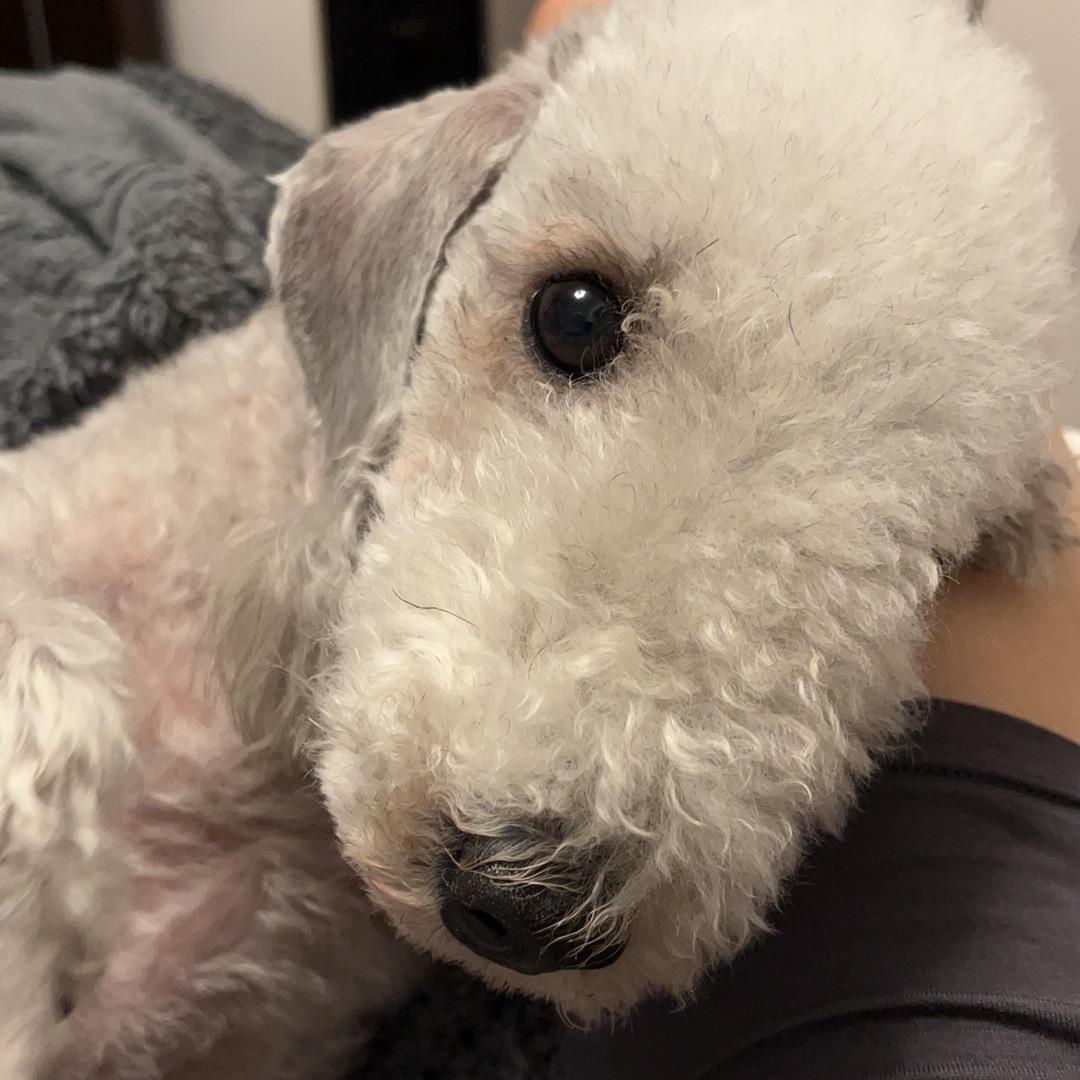 王狗蛋🇵🇸