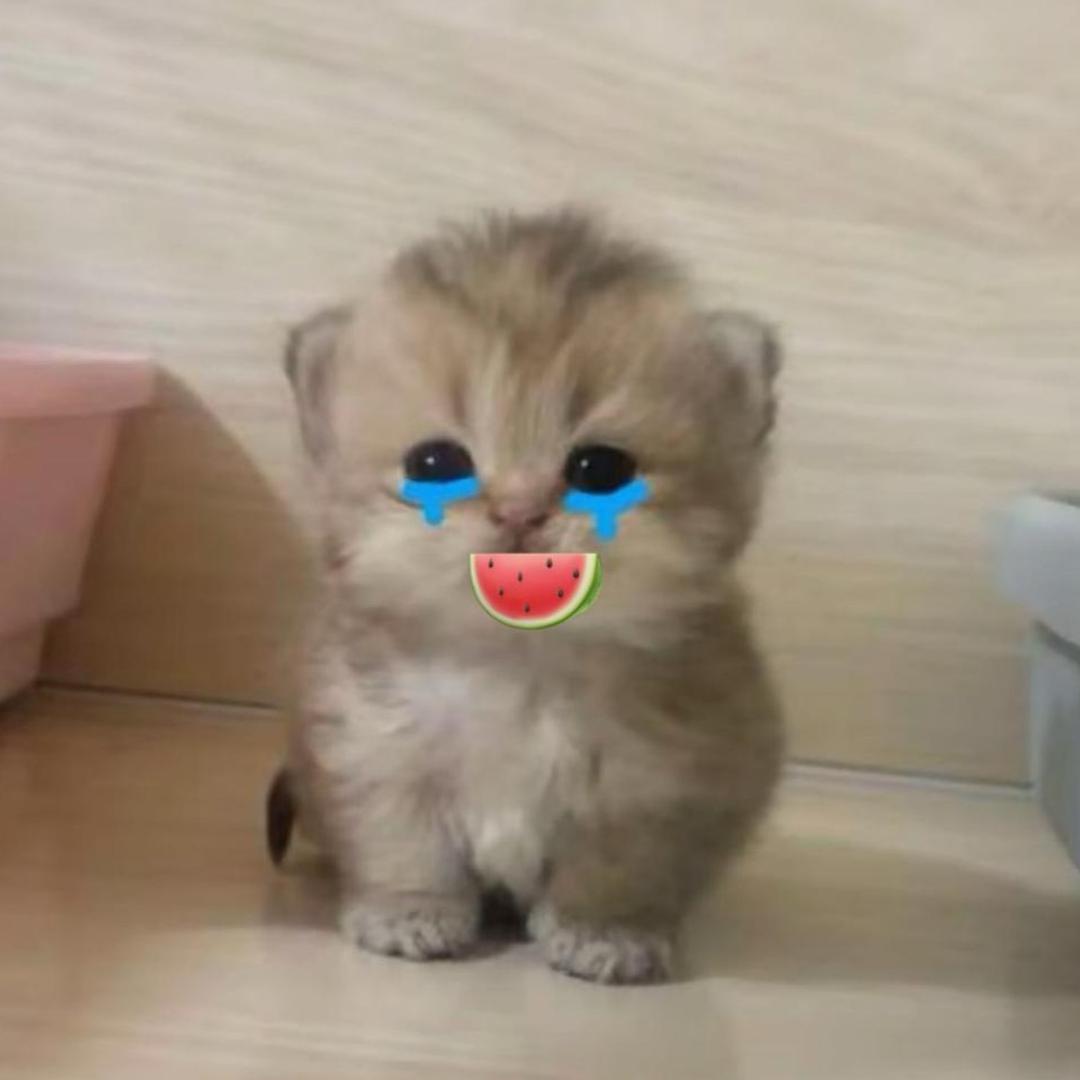 老实的寡妇