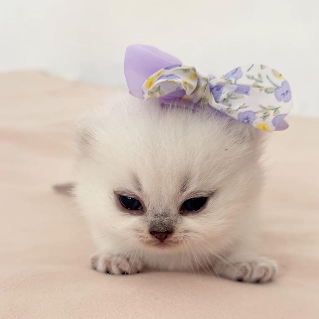 猫舍倒闭选手（亏15万也要养猫）