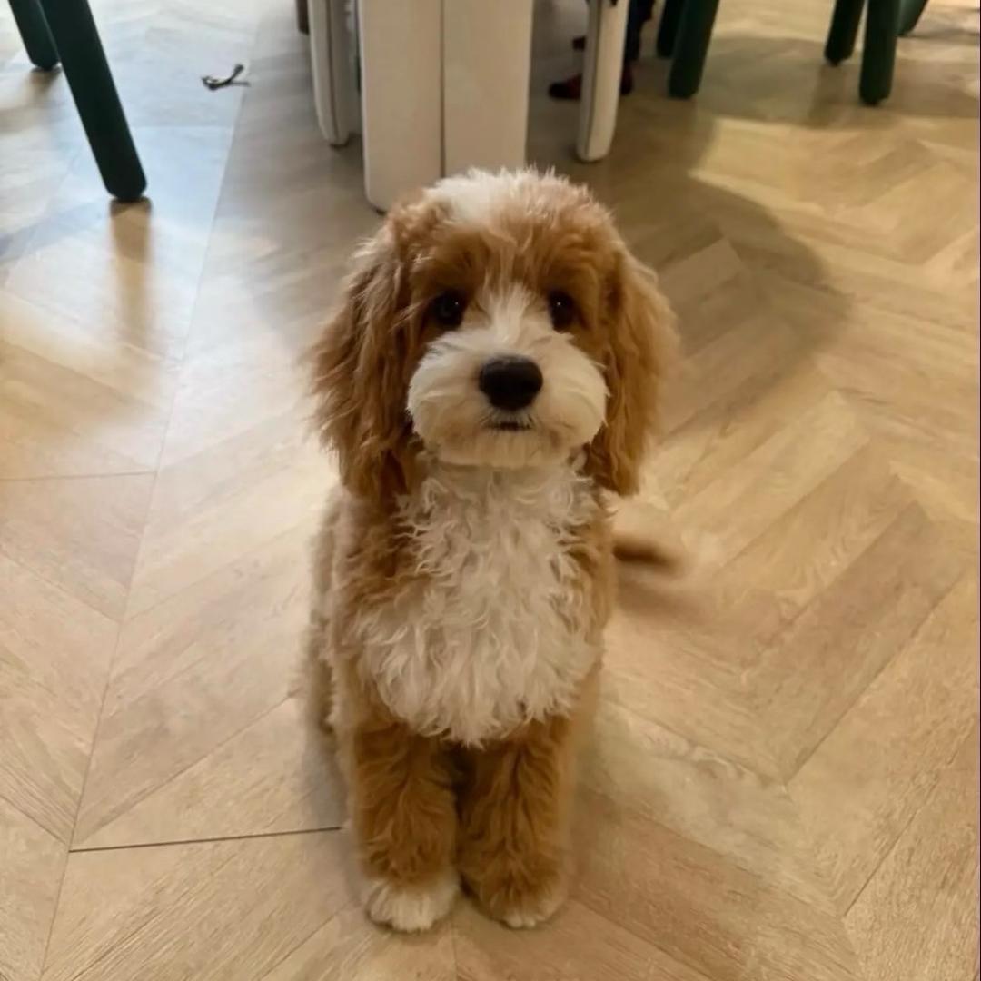 只会107道菜左右