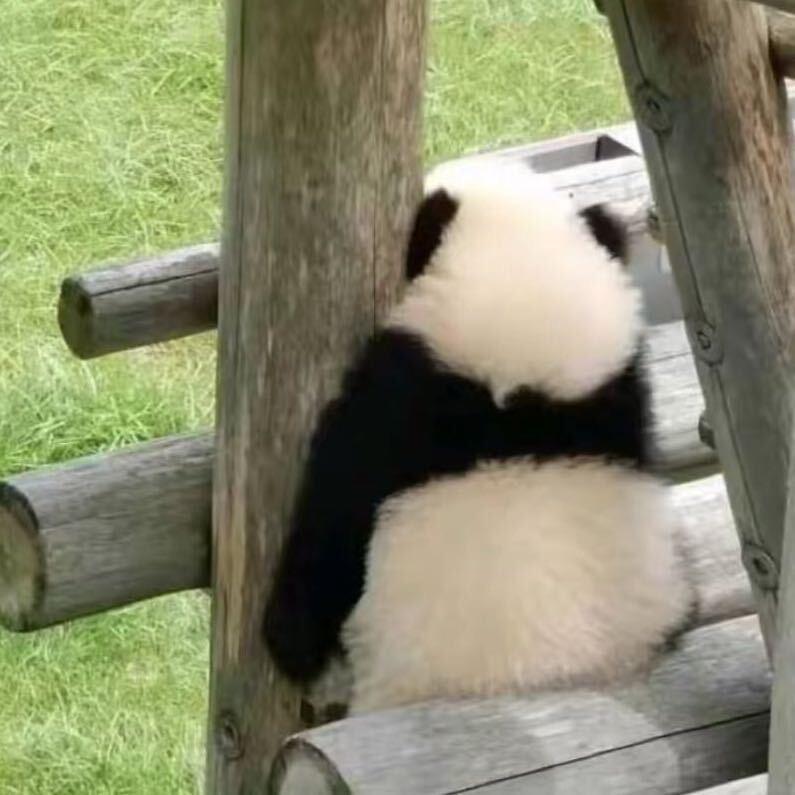 房东的猫.