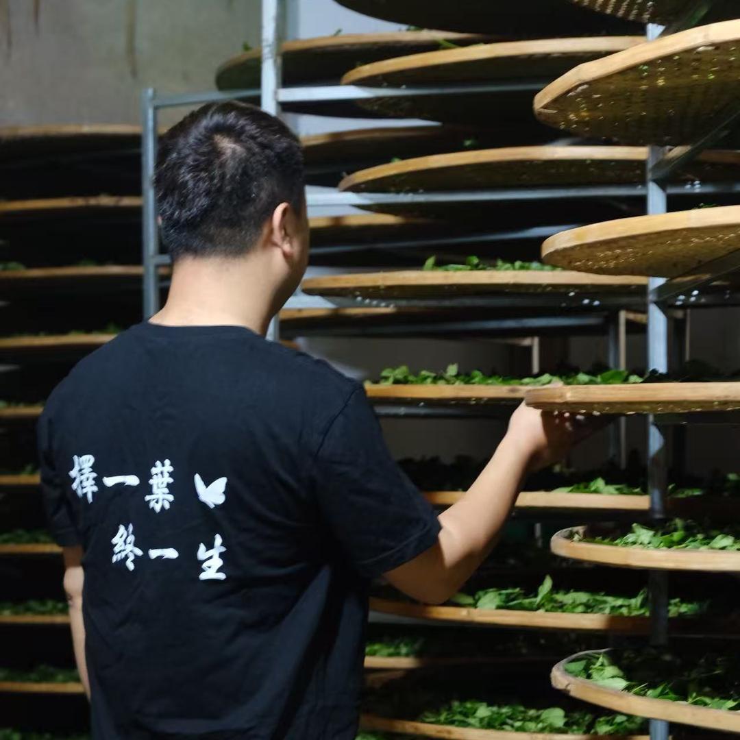 武夷山桐木怡麟茶叶