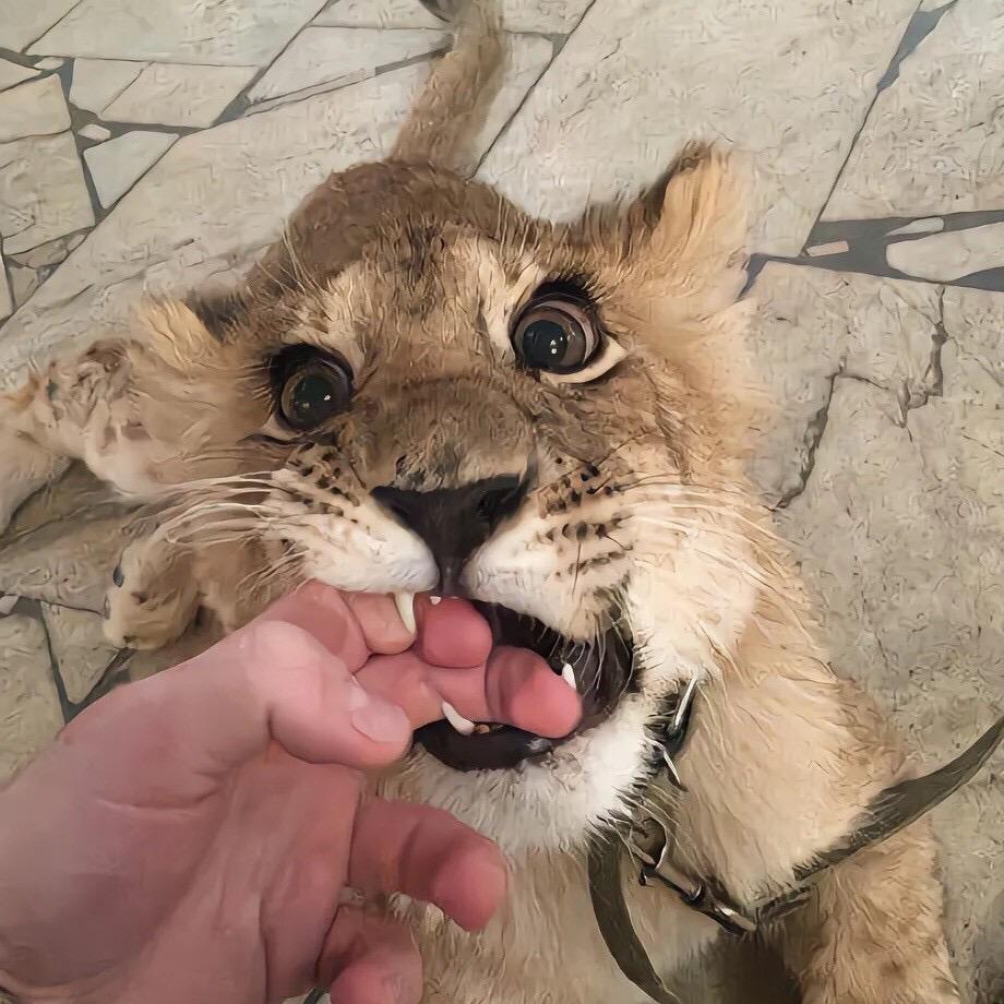 什么都不怕