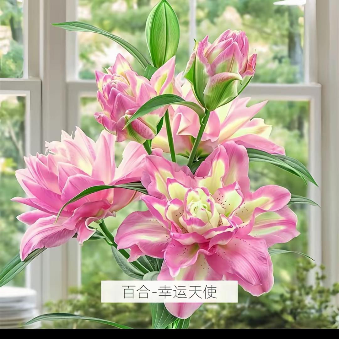 爱玲花卉绿植