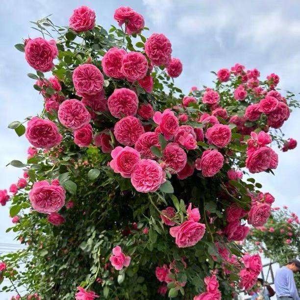 花婆子毓豪园艺专卖店