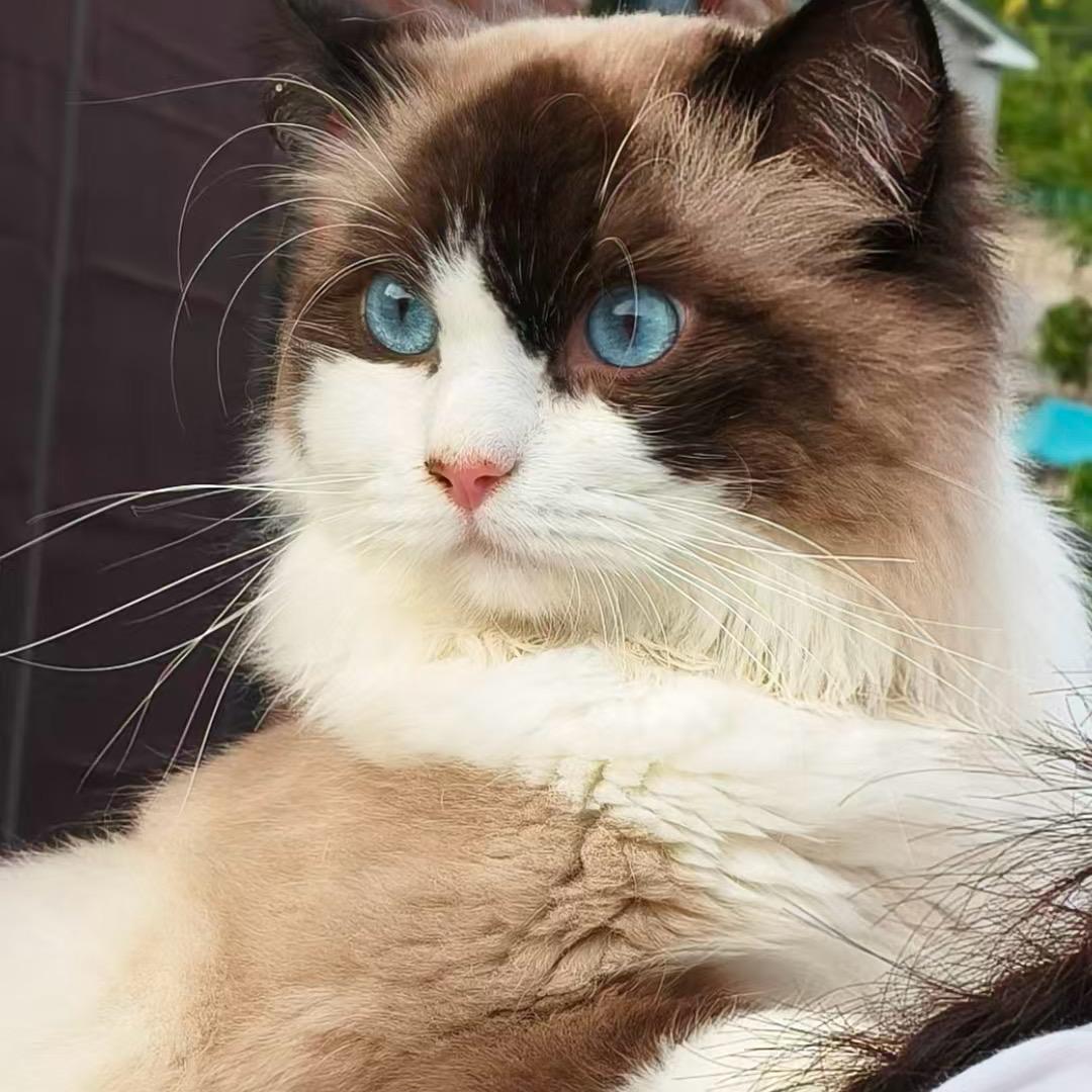 💙十月是只猪咪