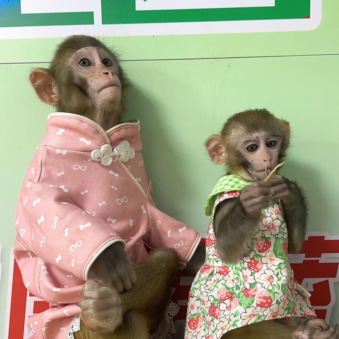金农小悠悠🐒