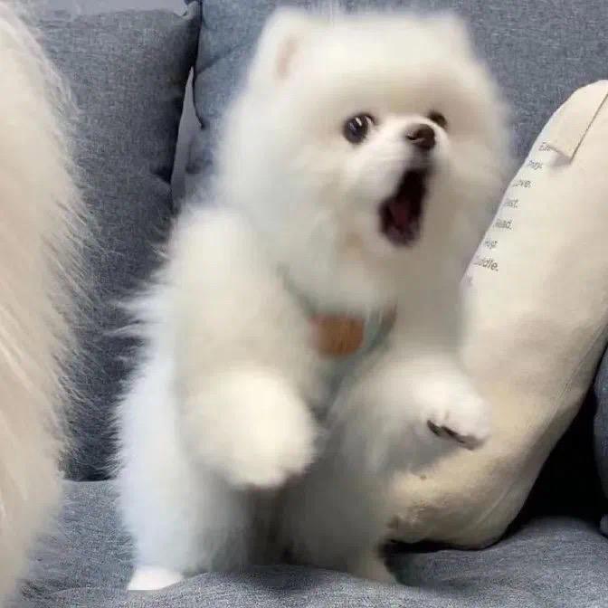 小狗卷心菜