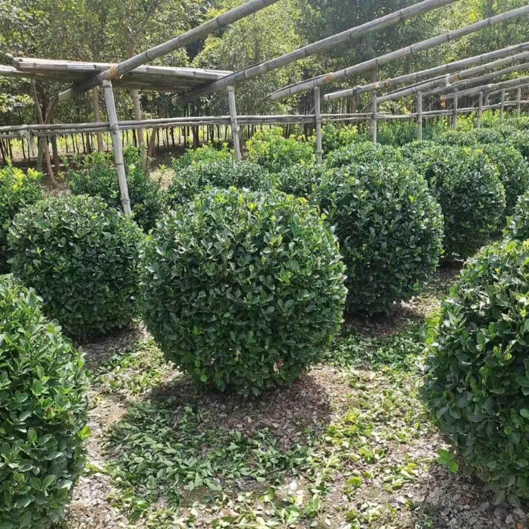 鑫瑞苗木
