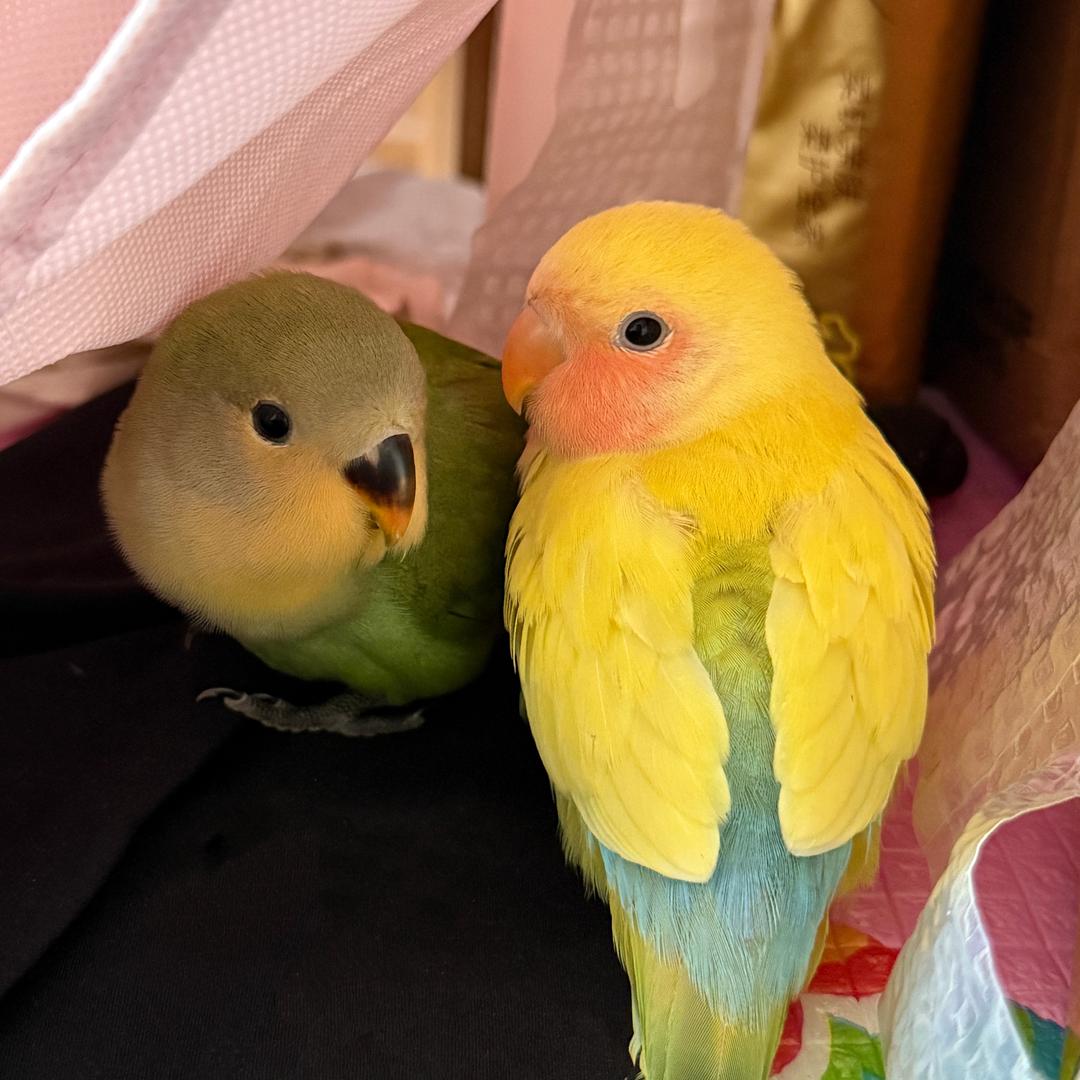 鹦姿飒爽（手养鹦鹉）