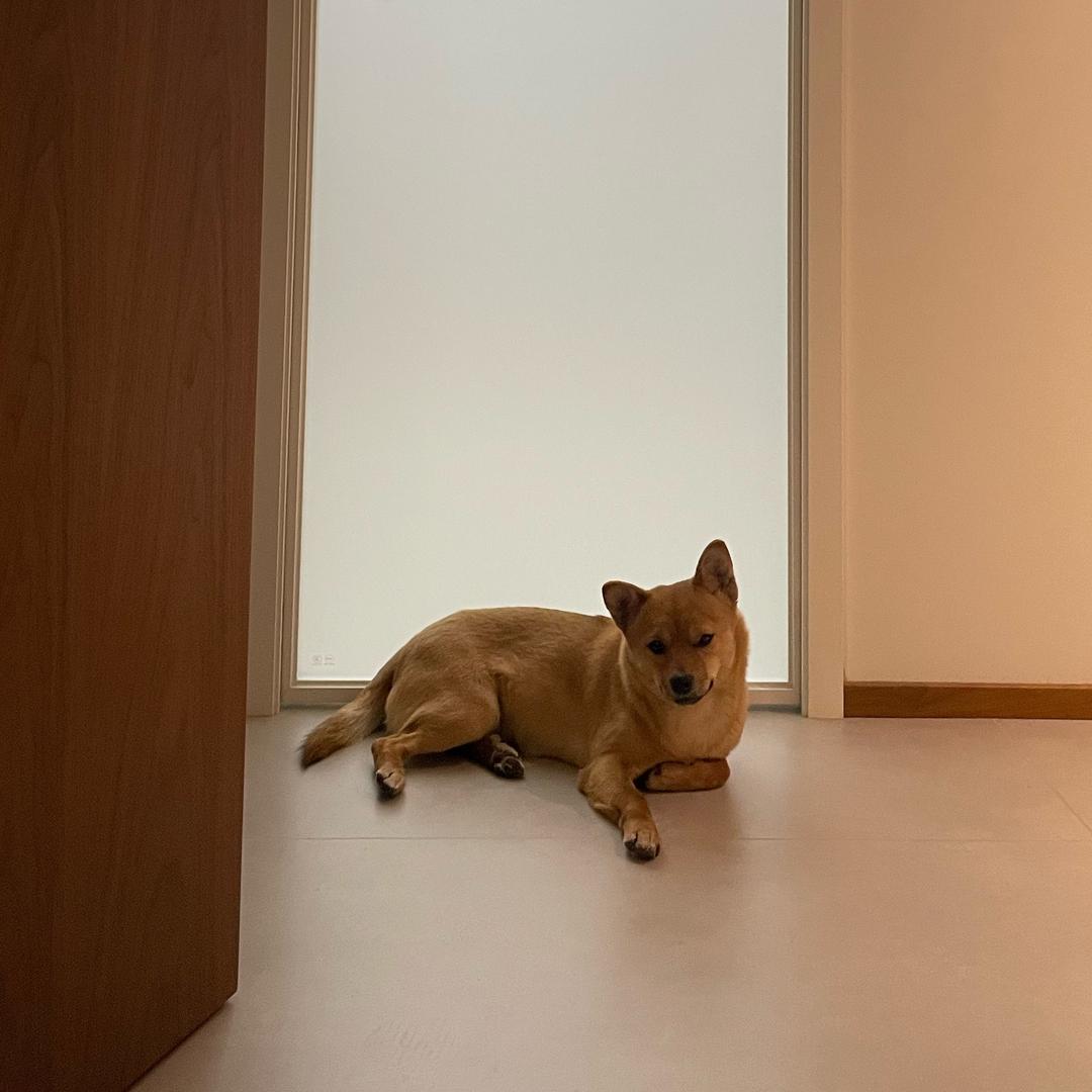大大怪