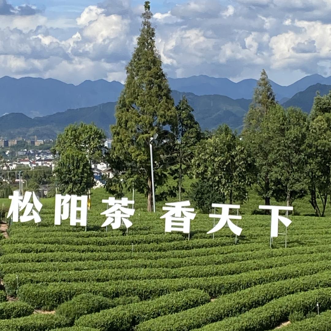 松阳县绿红茶厂