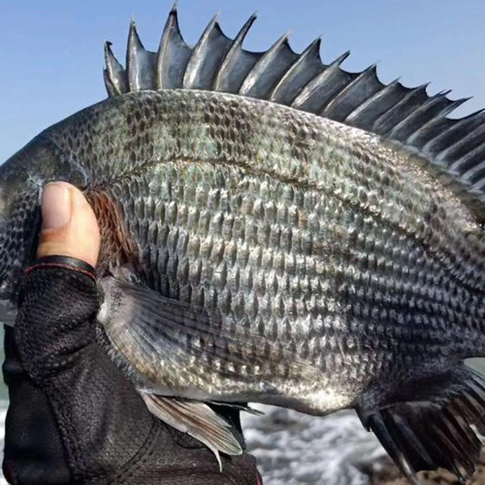 众信红海哥海钓企业店铺