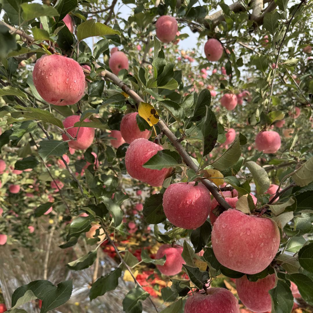 洛川祥创苹果直发店