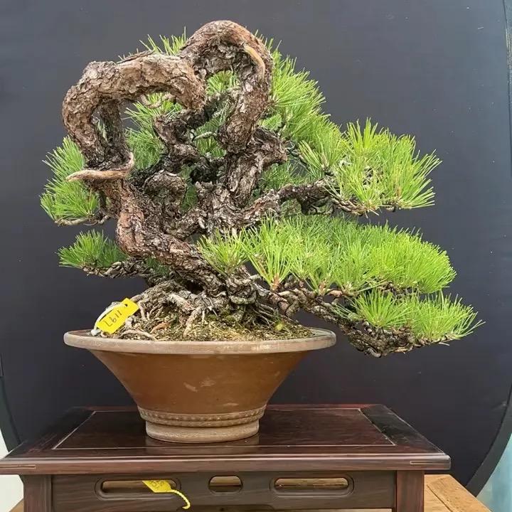 大宫园艺