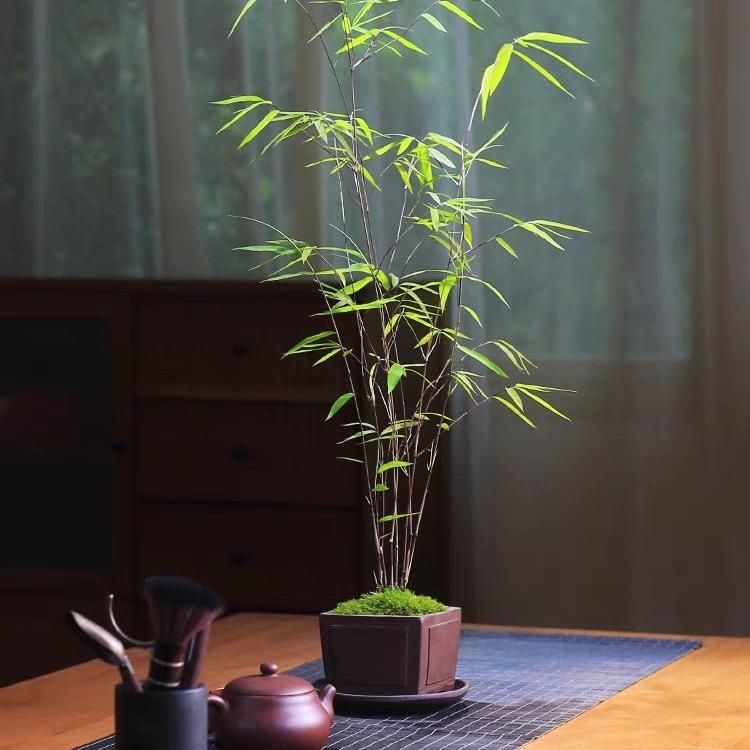 观赏竹黄杨盆景园艺