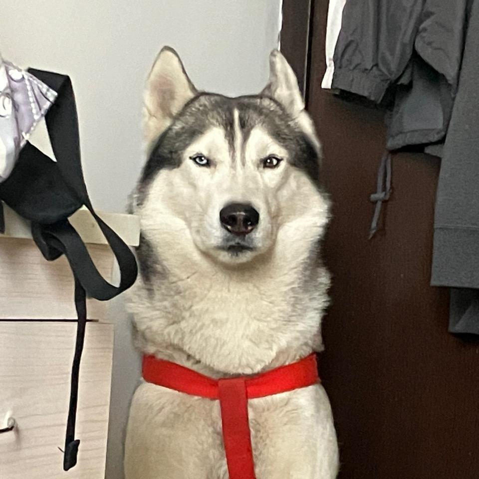 一个狗头