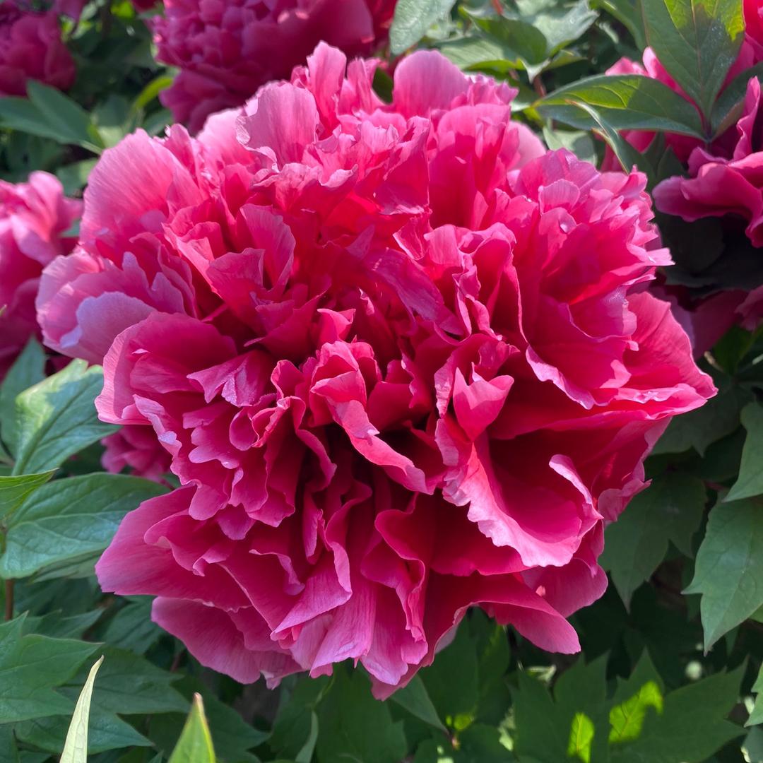 菏泽慧赢牡丹基地