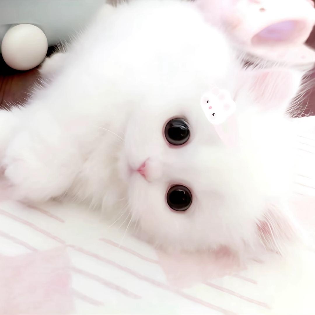 菠萝昕堡