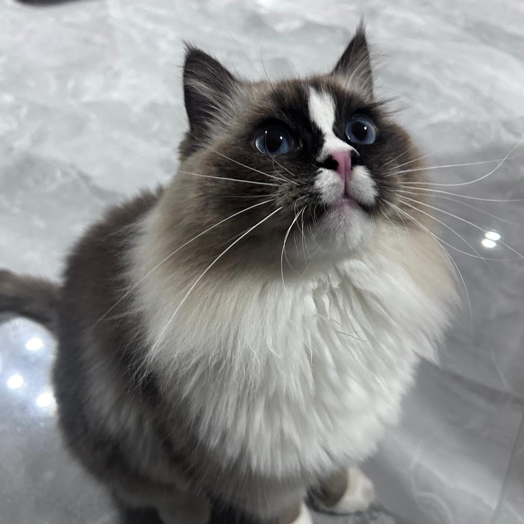 蛋蛋是只喵