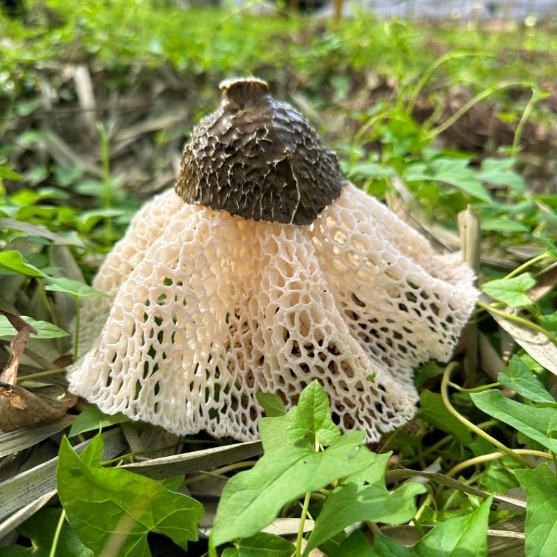 宜山珍(竹荪原产地)