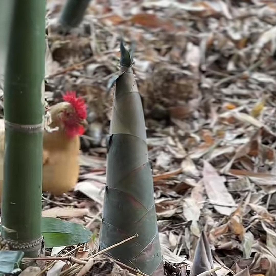 🌻雨后春笋🍀