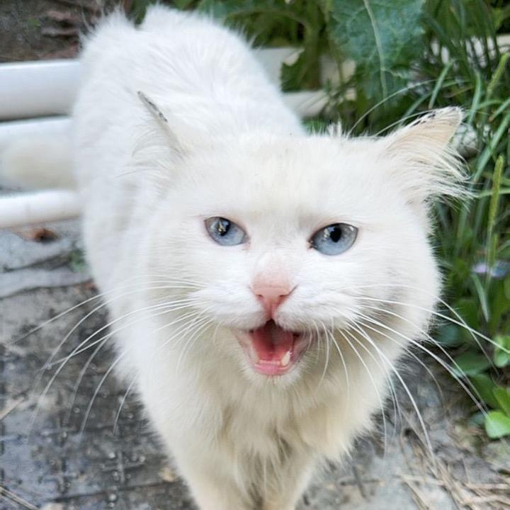 愚