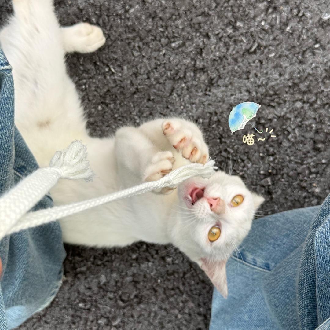 麦麦子（系瓜崽啊～）