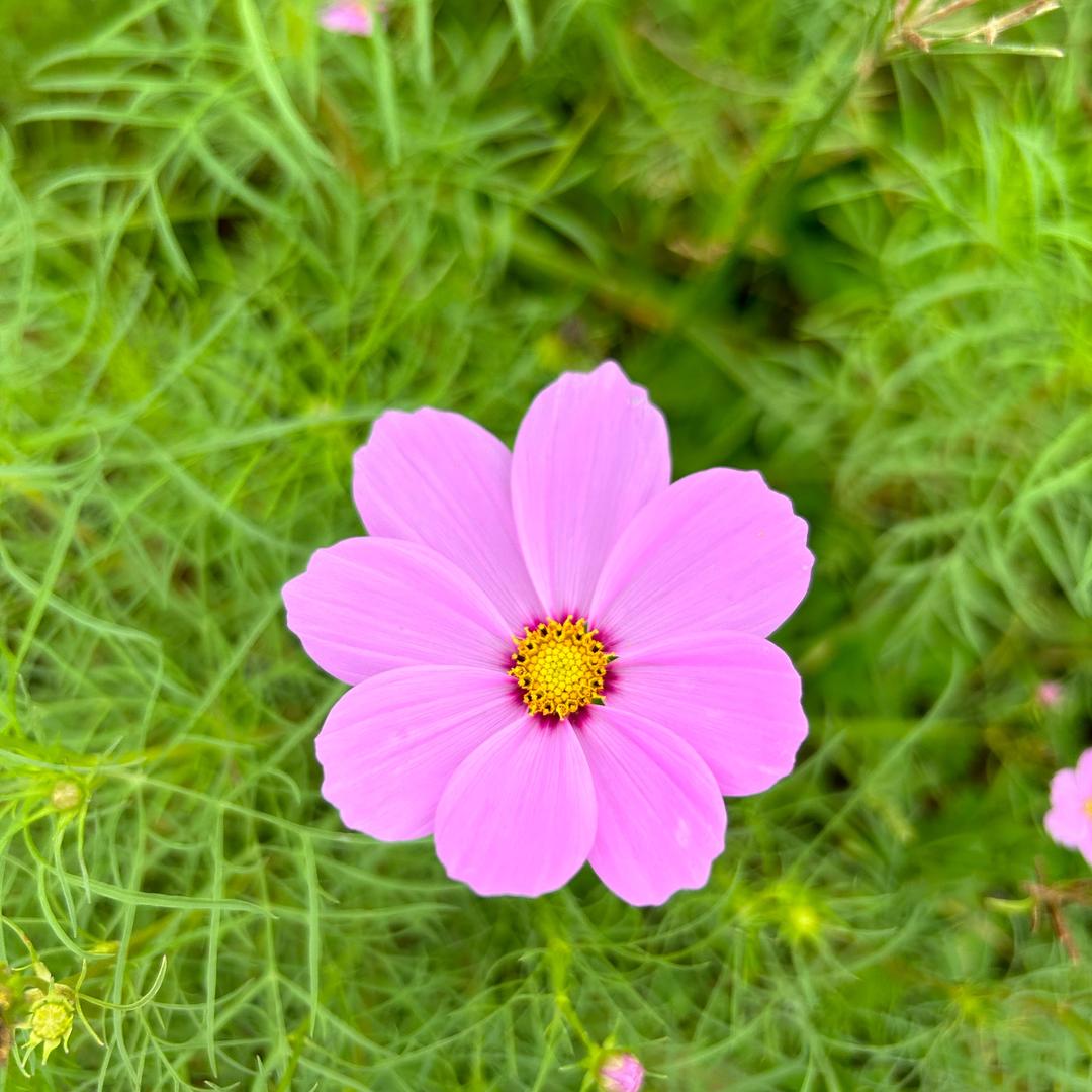 悠悠