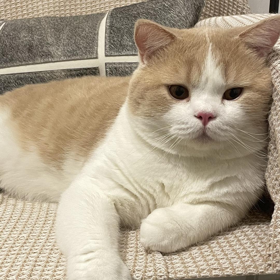 小猪咪蹦子