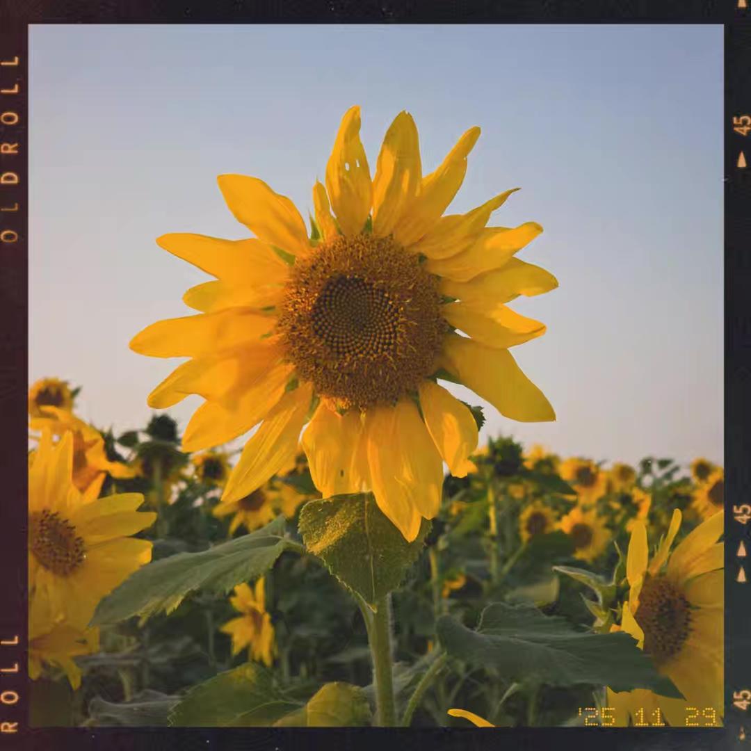 叫十一এꦿ的憨憨用炸鸡和🍻治愈所有焦虑