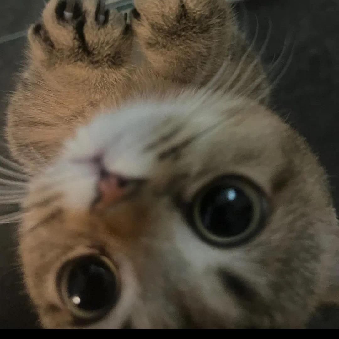 hello77（胖猫之母）