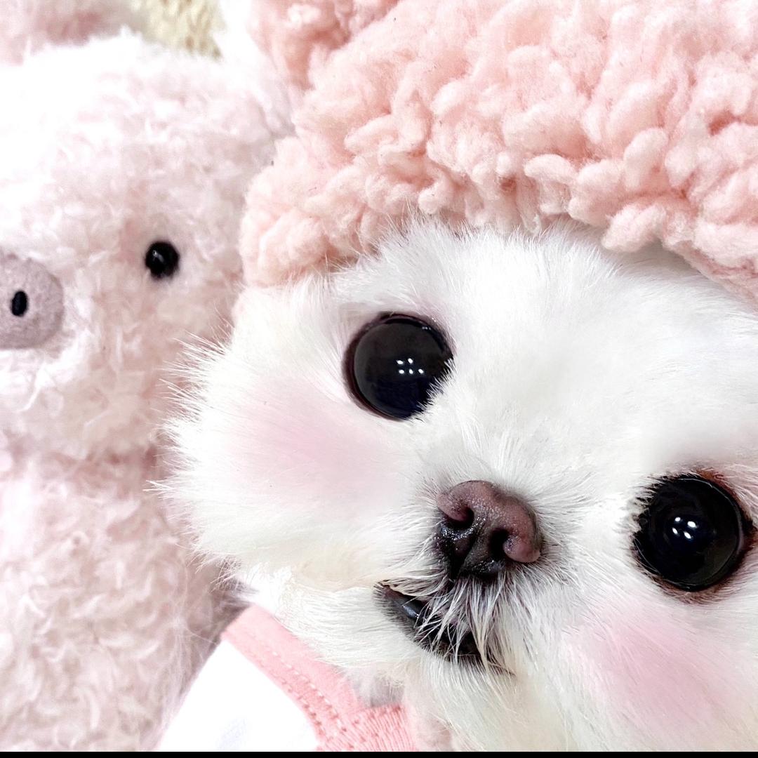 小呆呆🐷（犯困版）