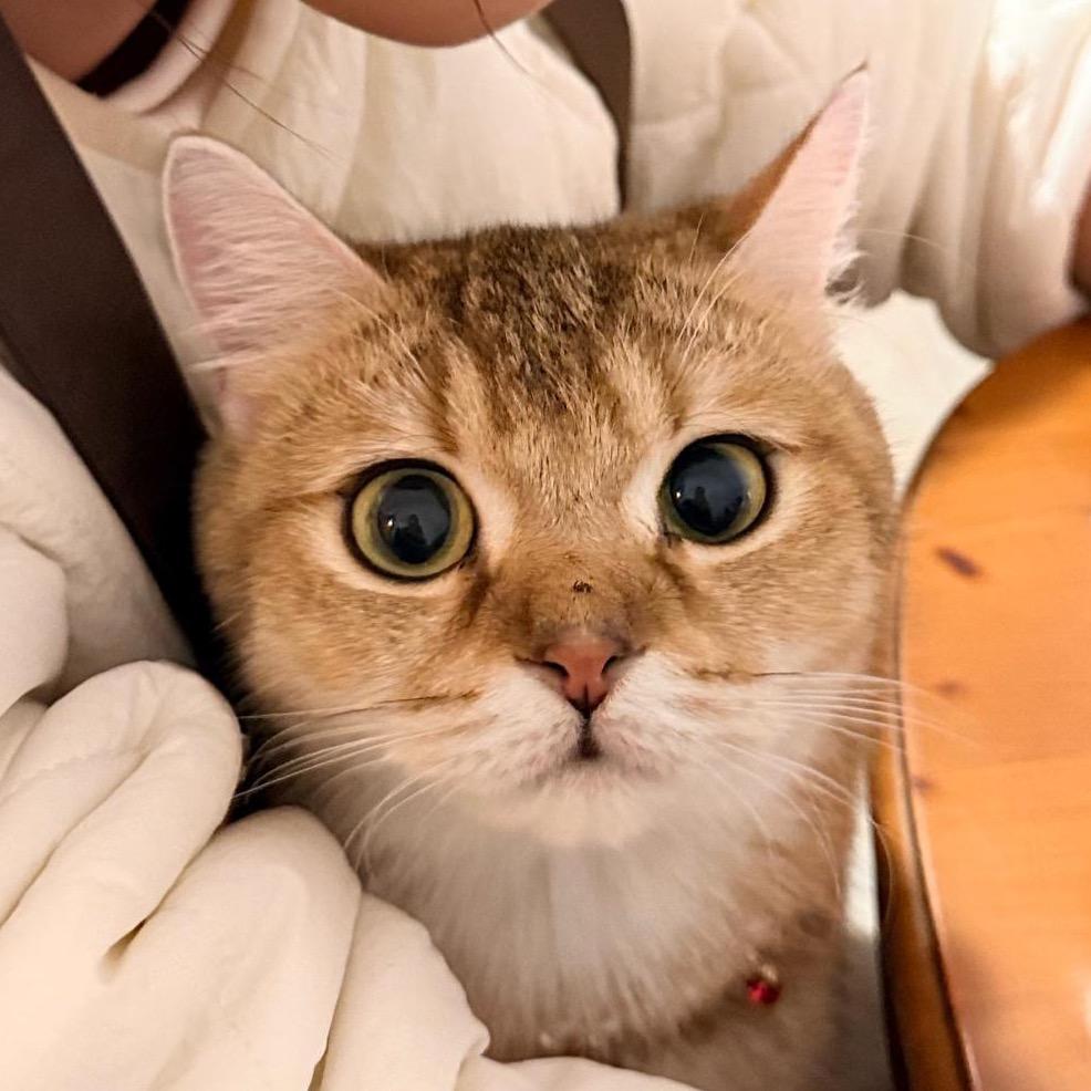 咪猪🐷是只喵（亲测版）